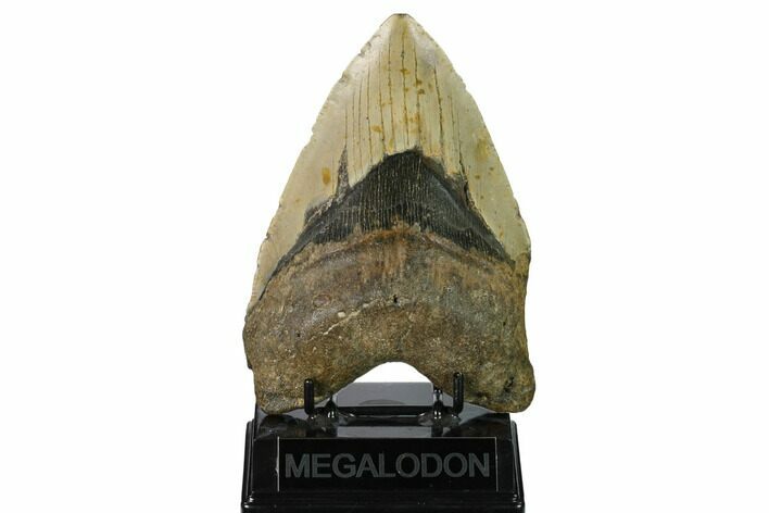 Heavy, Fossil Megalodon Tooth - North Carolina #172609